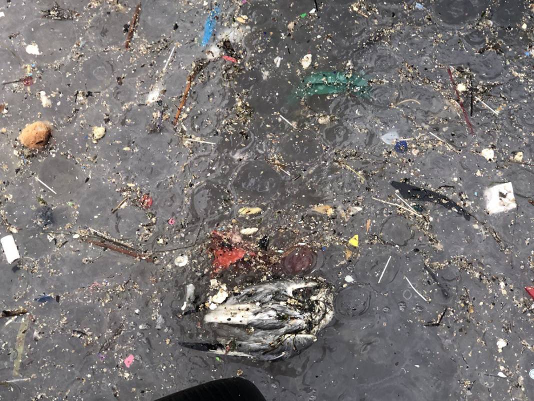 Depremden sonra ikinci tehlike! Marmara Denizi'nde korkutan istila 5